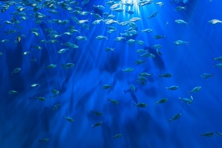 aquarium blue light 1