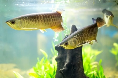 arowana