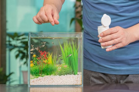 feeding aquarium fish 1