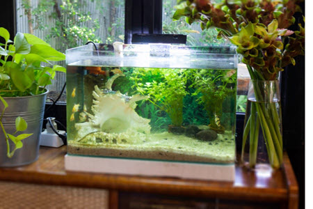 why does my fish tank smell like rotten eggs