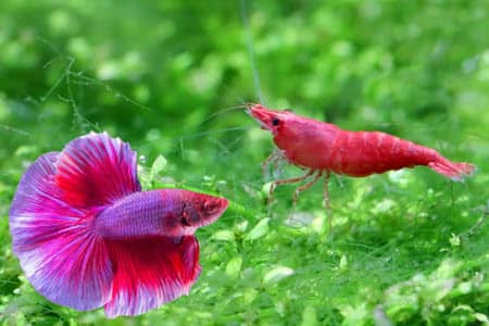 betta fish and shrimp