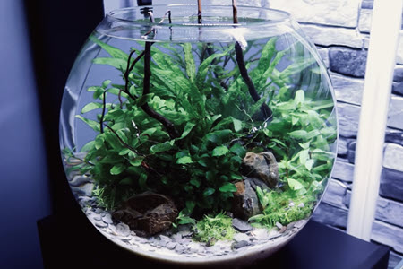 a fish bowl