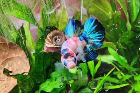 what human food can betta fish eat