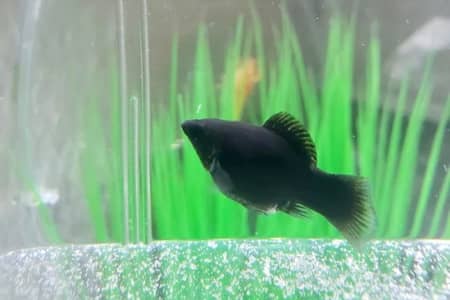 do mollies eat algae