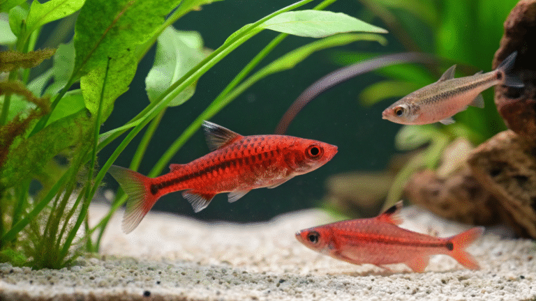 cherry barb losing color
