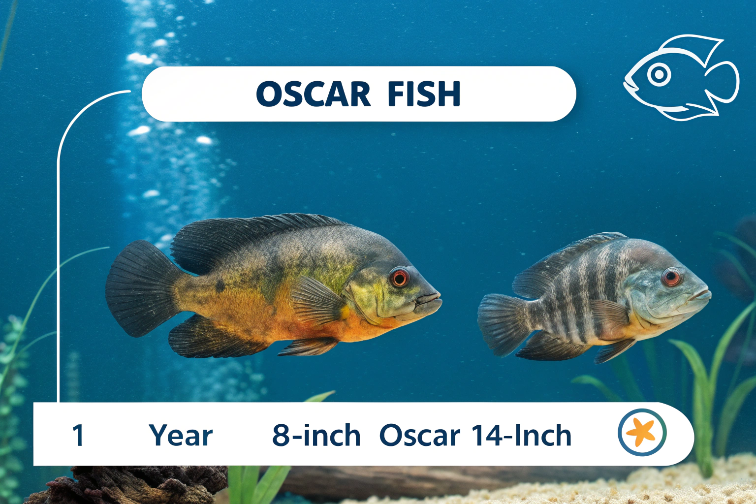 create a professional infographic showing oscar fi 1