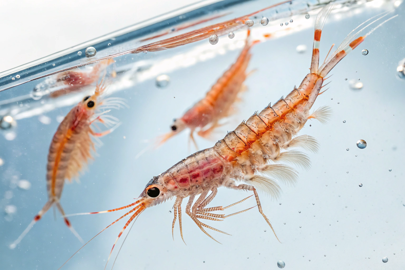 macro photography of live brine shrimp artemia sa 1