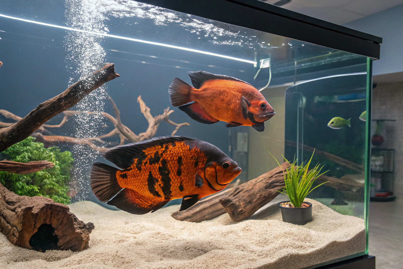 two large adult oscar fish swimming in a spacious
